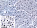 Transketolase Antibody in Immunohistochemistry (Paraffin) (IHC (P))