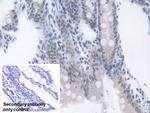 Transketolase Antibody in Immunohistochemistry (Paraffin) (IHC (P))