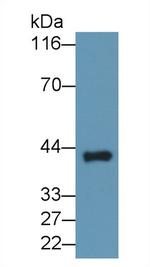 TMEM27 Antibody in Western Blot (WB)