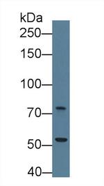 Trophinin Antibody in Western Blot (WB)
