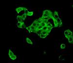 TTK Antibody in Immunocytochemistry (ICC/IF)