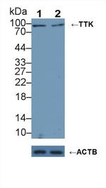 TTK Antibody in Western Blot (WB)