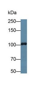 TTK Antibody in Western Blot (WB)