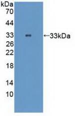 TTK Antibody in Western Blot (WB)