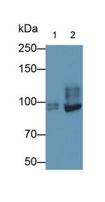 TTK Antibody in Western Blot (WB)