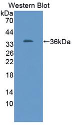 TUBB1 Antibody in Western Blot (WB)