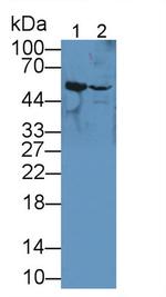 TUBB6 Antibody in Western Blot (WB)