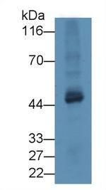 TUBD1 Antibody in Western Blot (WB)