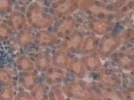 TUBD1 Antibody in Immunohistochemistry (Paraffin) (IHC (P))