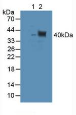 TUBD1 Antibody in Western Blot (WB)
