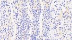TUBD1 Antibody in Immunohistochemistry (Paraffin) (IHC (P))