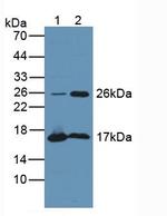 TPPP Antibody in Western Blot (WB)