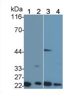 TNFR1 Antibody in Western Blot (WB)