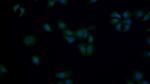 p53 Antibody in Immunocytochemistry (ICC/IF)