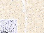 UBAP2 Antibody in Immunohistochemistry (Paraffin) (IHC (P))
