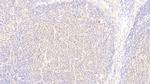 UBAP2 Antibody in Immunohistochemistry (Paraffin) (IHC (P))
