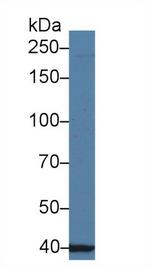 UBAP2 Antibody in Western Blot (WB)