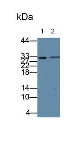 UBE2S Antibody in Western Blot (WB)