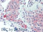 UCN2 Antibody in Immunohistochemistry (Paraffin) (IHC (P))