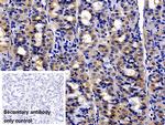 UCN2 Antibody in Immunohistochemistry (Paraffin) (IHC (P))