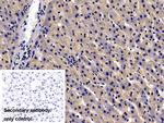 UCN2 Antibody in Immunohistochemistry (Paraffin) (IHC (P))