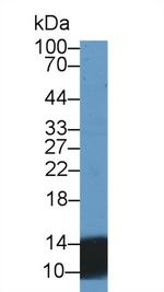 UCN2 Antibody in Western Blot (WB)