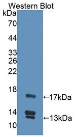 UCN2 Antibody in Western Blot (WB)