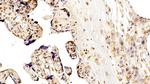 VCP Antibody in Immunohistochemistry (Paraffin) (IHC (P))