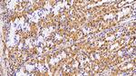 VCP Antibody in Immunohistochemistry (Paraffin) (IHC (P))