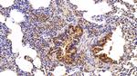VCP Antibody in Immunohistochemistry (Paraffin) (IHC (P))