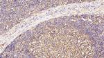 VCP Antibody in Immunohistochemistry (Paraffin) (IHC (P))
