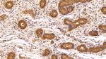 VCP Antibody in Immunohistochemistry (Paraffin) (IHC (P))