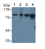 VCP Antibody in Western Blot (WB)