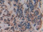 VAV3 Antibody in Immunohistochemistry (Paraffin) (IHC (P))