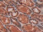 VAV3 Antibody in Immunohistochemistry (Paraffin) (IHC (P))