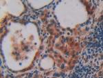 VAV3 Antibody in Immunohistochemistry (Paraffin) (IHC (P))