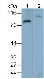 VAV3 Antibody in Western Blot (WB)