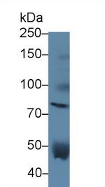 VCAN Antibody in Western Blot (WB)