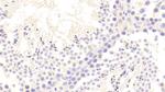 VWA1 Antibody in Immunohistochemistry (Paraffin) (IHC (P))