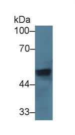 VWA1 Antibody in Western Blot (WB)
