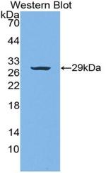 VWA1 Antibody in Western Blot (WB)