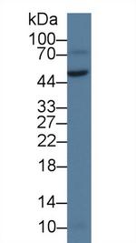 VWA1 Polyclonal Antibody