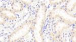 VWA1 Antibody in Immunohistochemistry (Paraffin) (IHC (P))