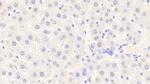 VWA1 Antibody in Immunohistochemistry (Paraffin) (IHC (P))