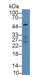VWA1 Antibody in Western Blot (WB)
