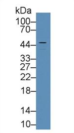 VWA1 Antibody in Western Blot (WB)