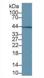 VWA1 Antibody in Western Blot (WB)
