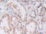 VWA3A Antibody in Immunohistochemistry (Paraffin) (IHC (P))