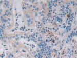 VWA3A Antibody in Immunohistochemistry (Paraffin) (IHC (P))