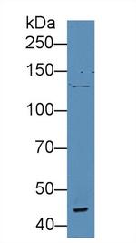 VWA3A Antibody in Western Blot (WB)
